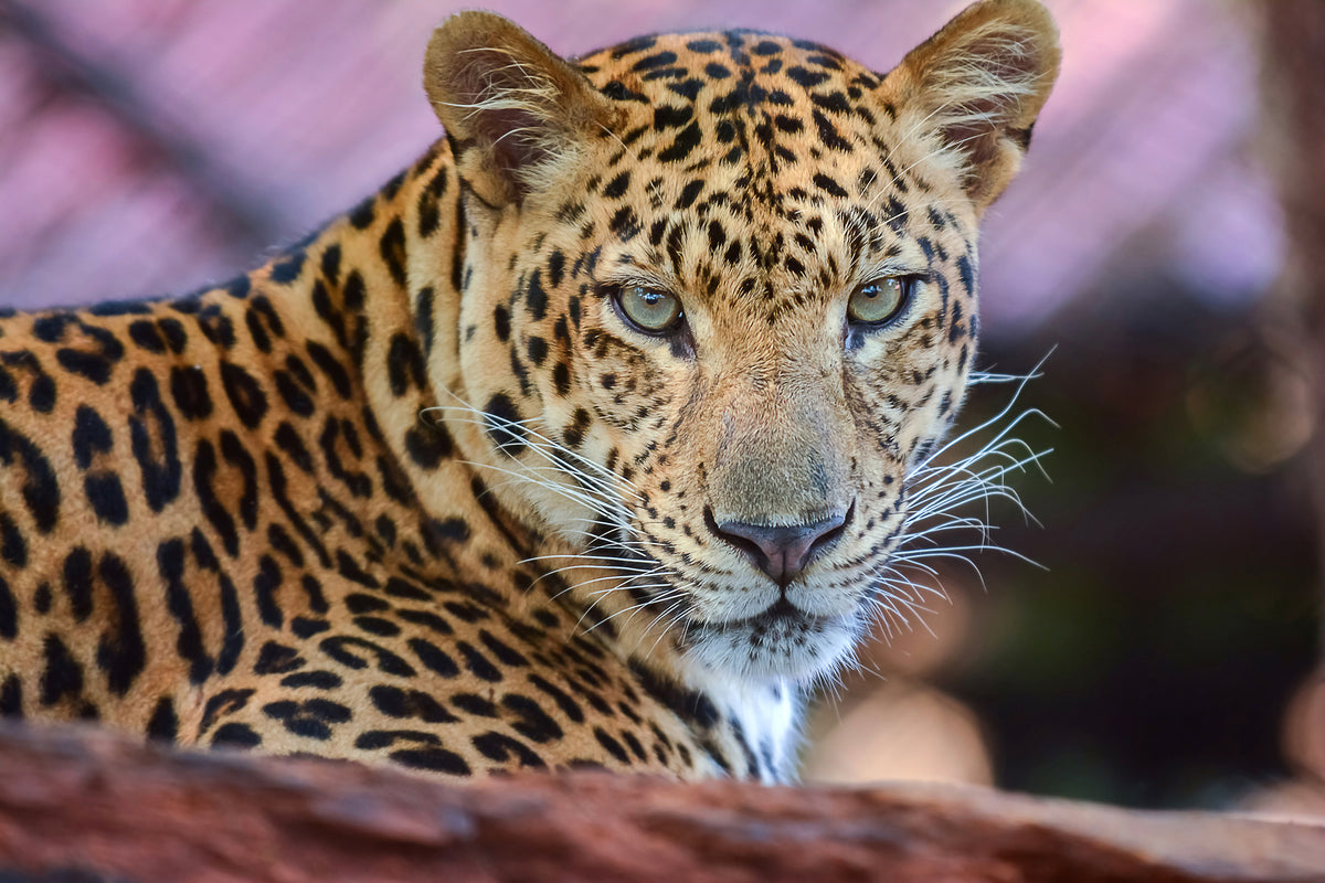 canvas-print-leopard