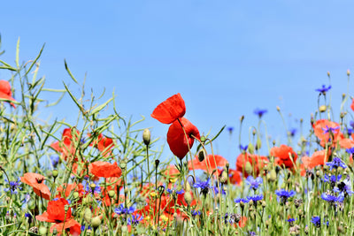 poster-print-the-poppy-in-the-flower-meadow