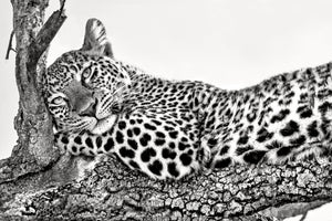 canvas-print-time-to-rest-x
