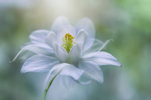 framedposter-print-purity-xup