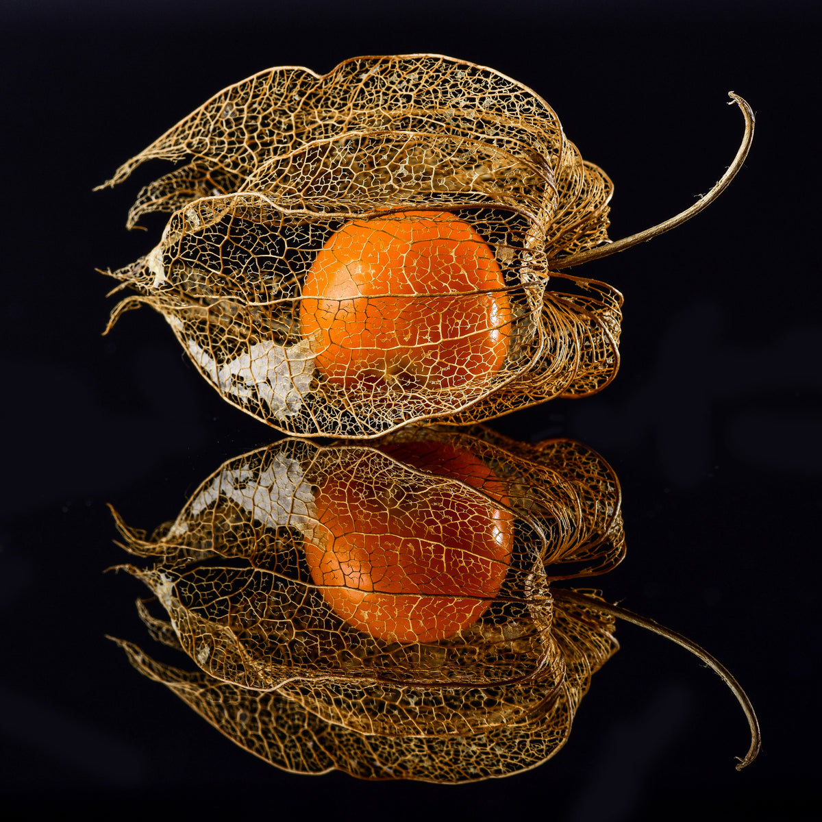 4-piece-aluminium-print-physalis