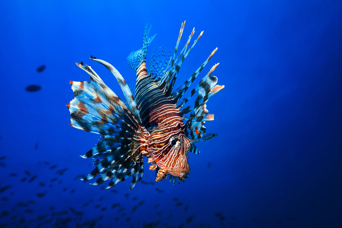 aluminium-print-lionfish-x