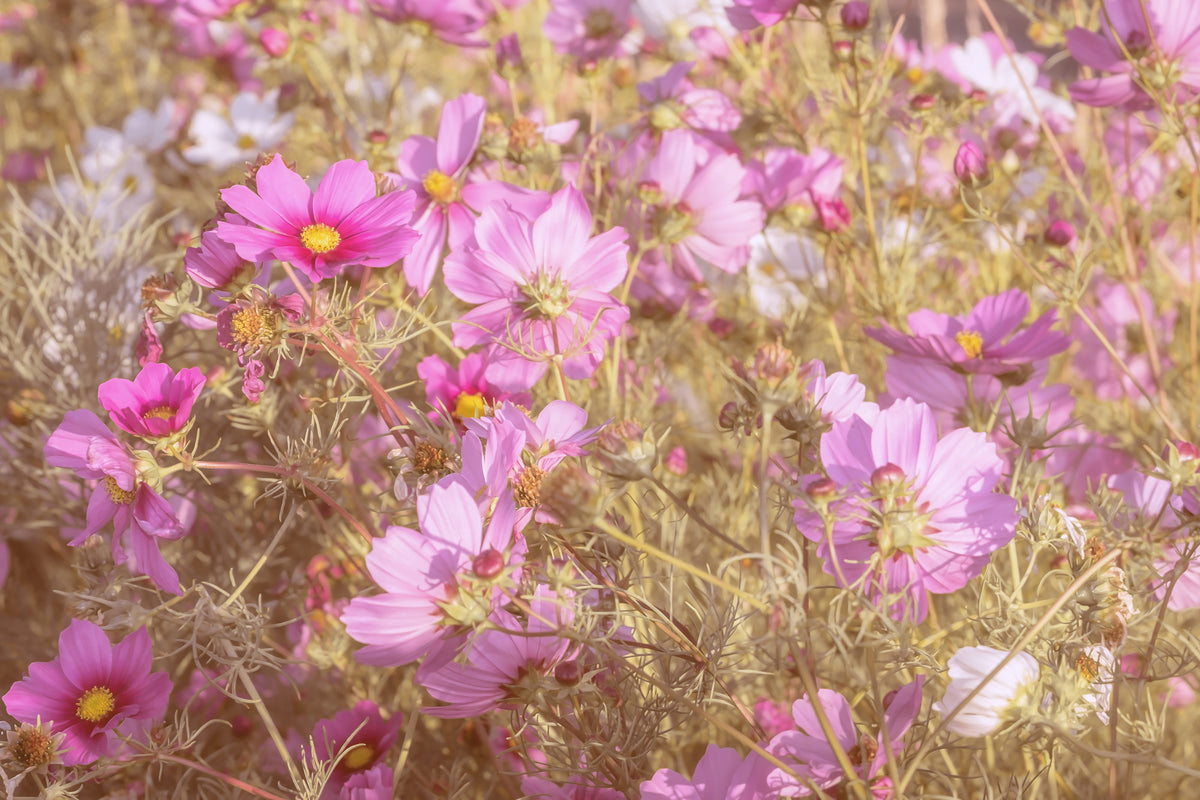 3-piece-canvas-print-the-jewelry-basket-cosmea