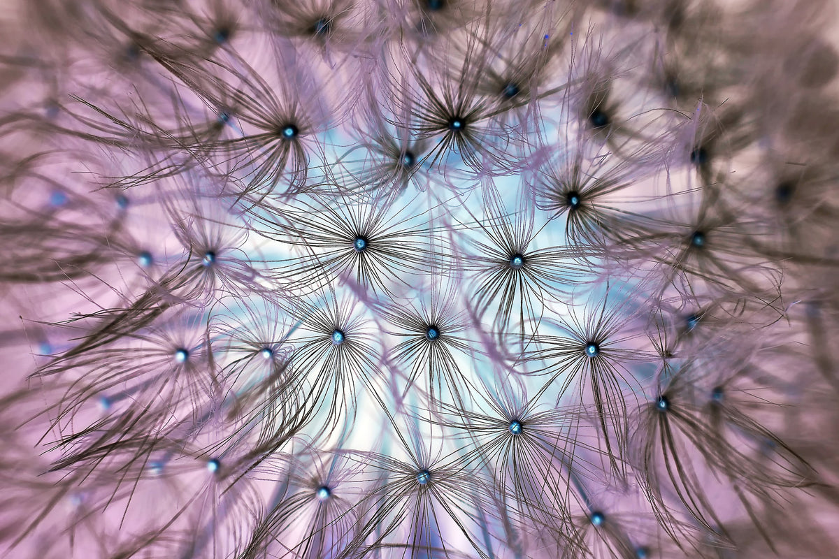acrylic-print-dandelion-in-the-light-play