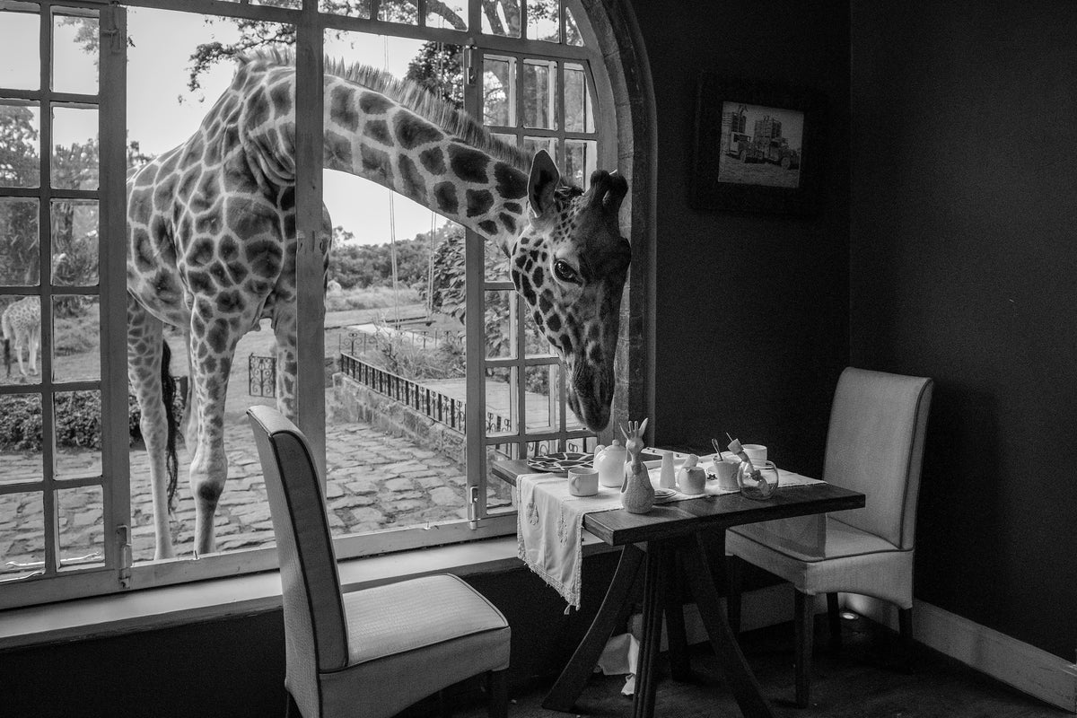 canvas-print-breakfast-time-x
