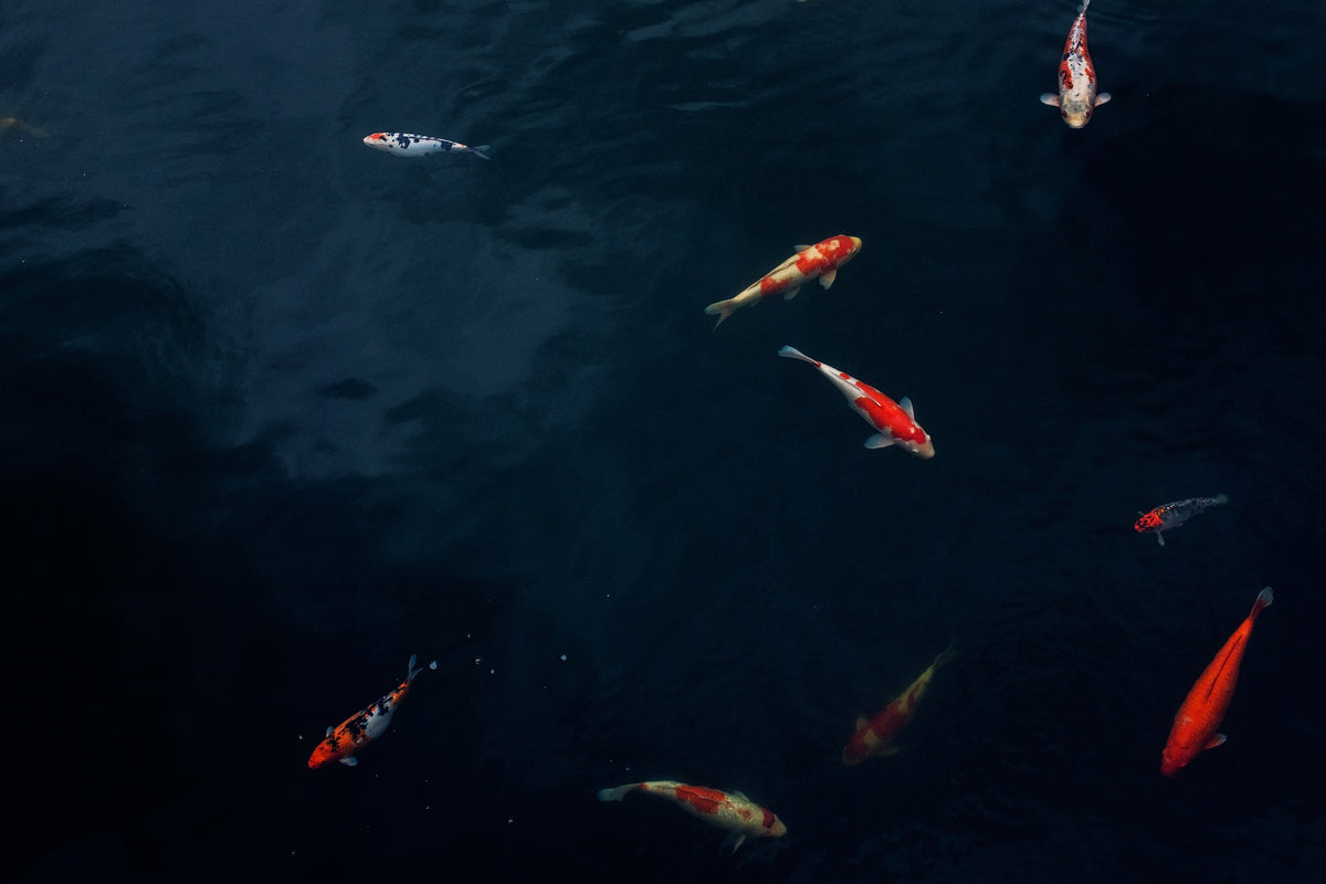 framedcanvas-print-fish-in-the-pond