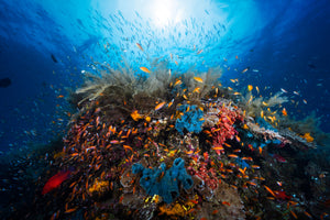 poster-print-apnea