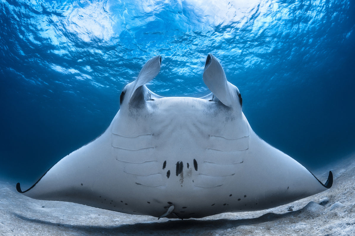 acrylic-print-take-off-manta-airline