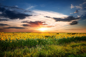 modern-3-piece-acrylic-print-a-field-of-sunflowers