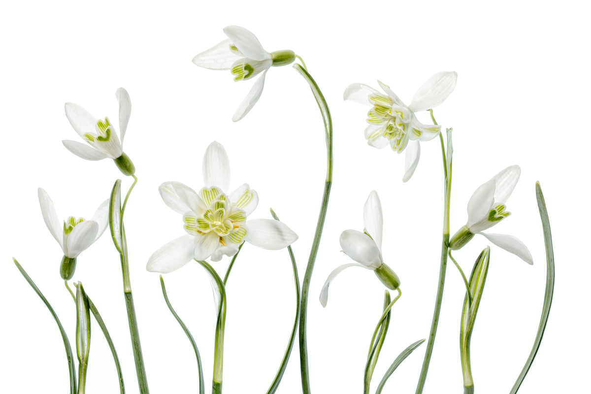 3-piece-canvas-print-spring-snowdrops