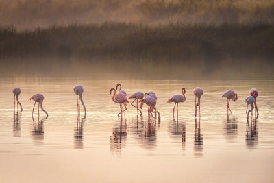 poster-print-photographic-ode-to-monet-x