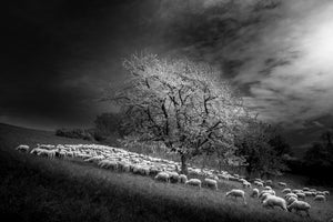 acrylic-print-rural-scene-x