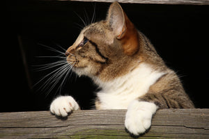 canvas-print-xl-cat