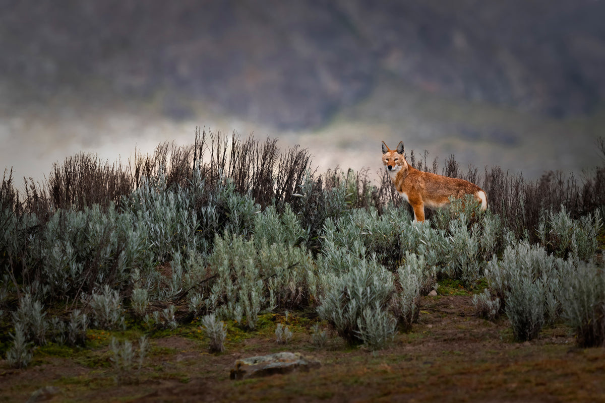 acrylic-print-ethiopian-wolf-x