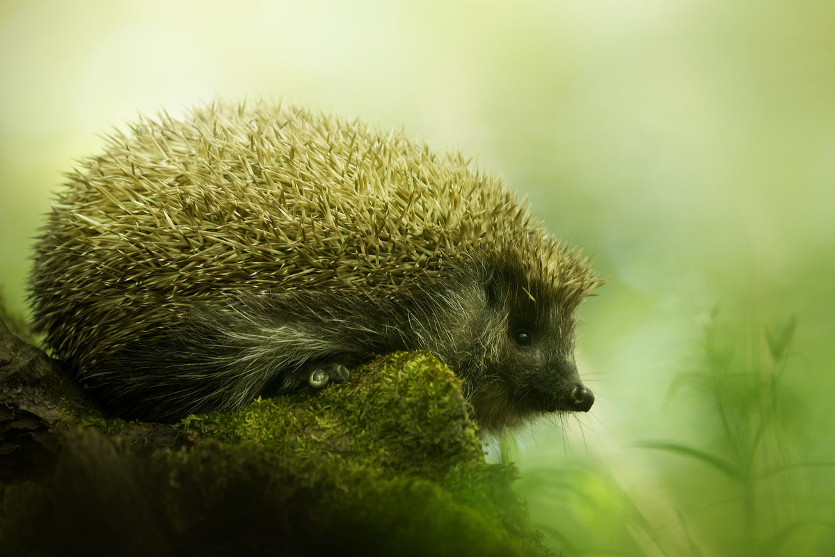 canvas-print-hedgehog-x