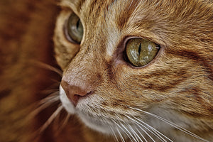 framedposter-print-close-up-cat39s-head