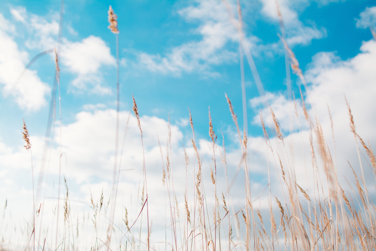 3-piece-canvas-print-blades-of-grass-in-the-sky