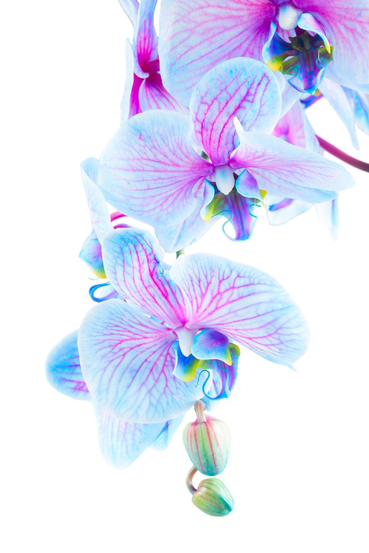 framedposter-print-orchid-butterfly