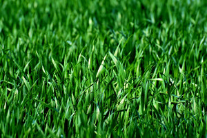 framedposter-print-the-meadow-in-xl