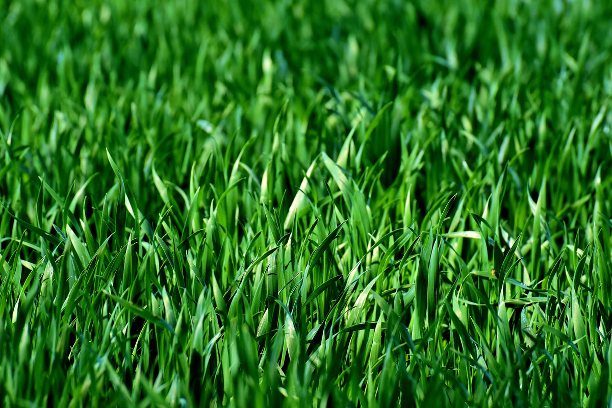 framedposter-print-the-meadow-in-xl