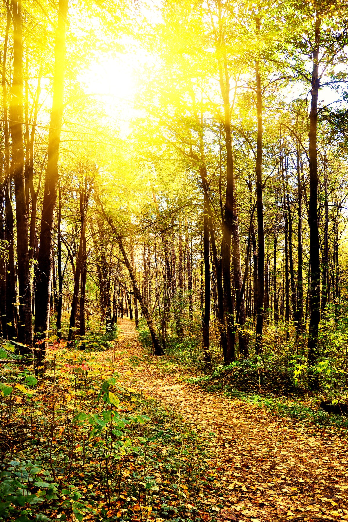 aluminium-print-woodland-walk-in-the-autumn-sun