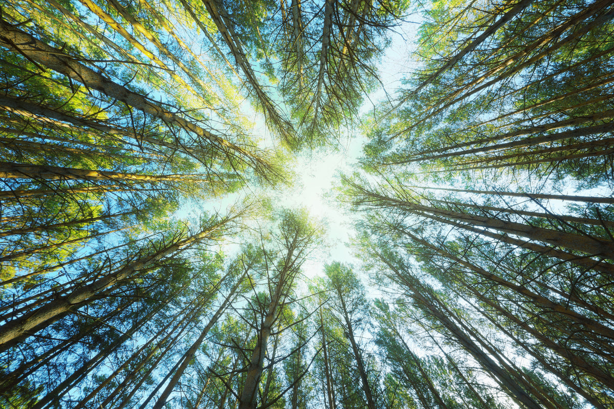 framedposter-print-pine-forest
