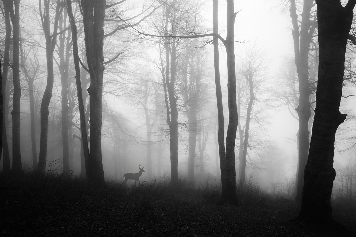 canvas-print-forest-xue