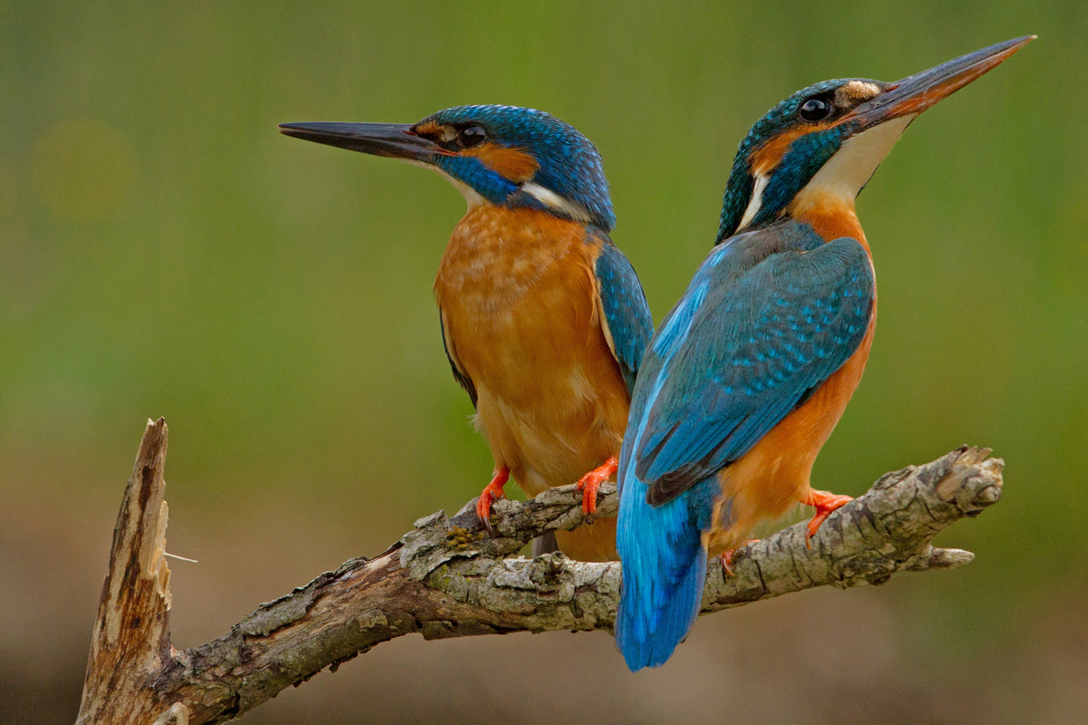 framedcanvas-print-kingfisher