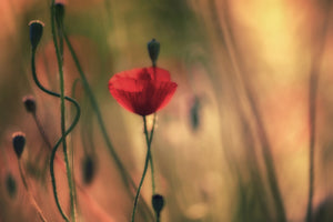 3-piece-acrylic-print-untitled-xxviii