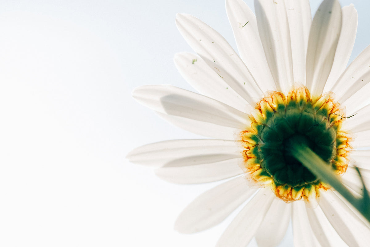 poster-print-a-daisy