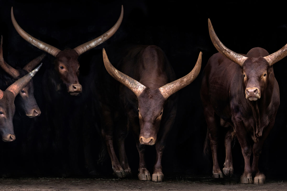 aluminium-print-watusi-family-x