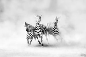 3-piece-acrylic-print-zebras