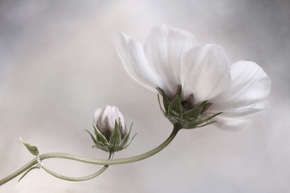 poster-print-simply-cosmos