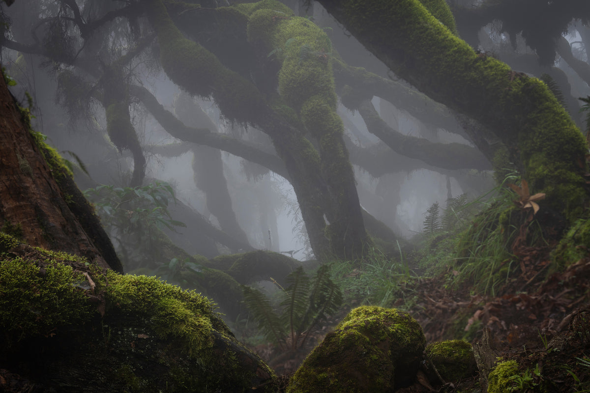 aluminium-print-harenna-forest-xlf