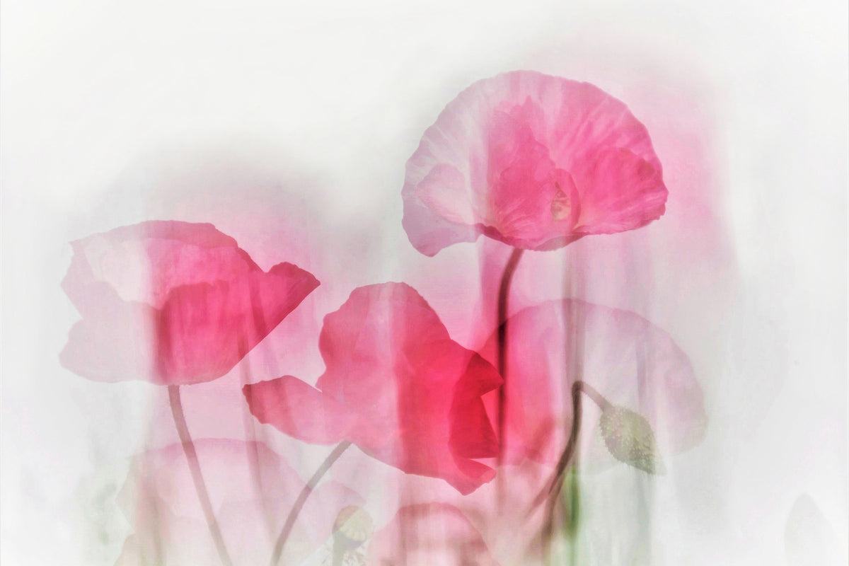 modern-3-piece-aluminium-print-flowers