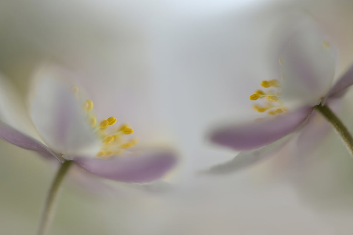 3-piece-acrylic-print-soft-whispering