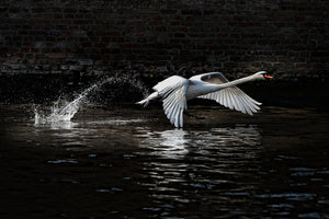 acrylic-print-flying-swan