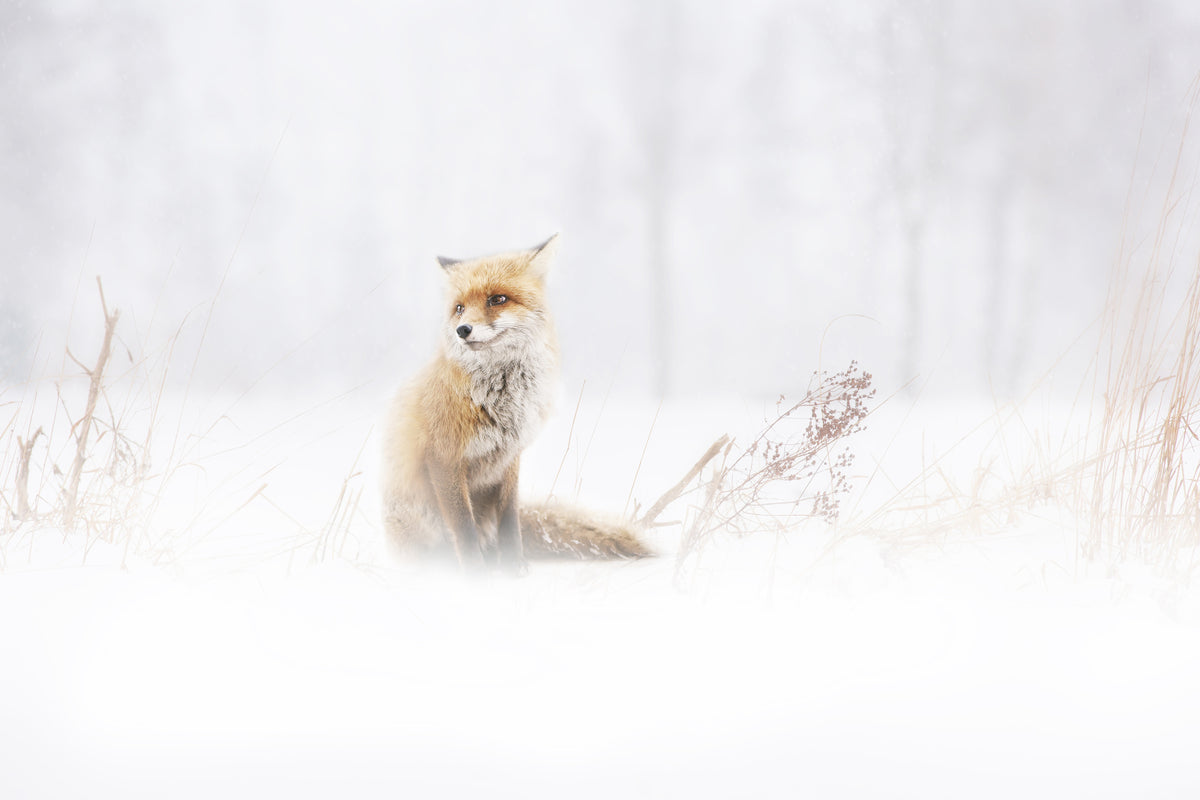 poster-print-waiting-xys