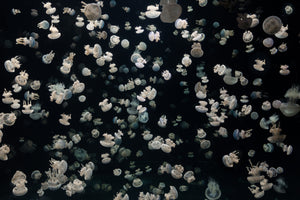 framedcanvas-print-just-some-jellies