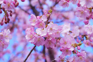 modern-3-piece-acrylic-print-gorgeous-cherry-blossom