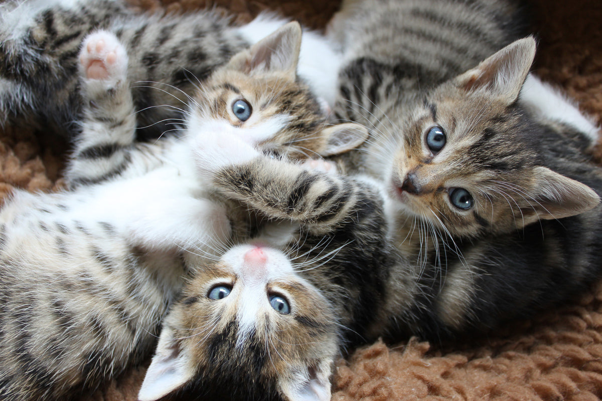 3-piece-acrylic-print-many-kittens
