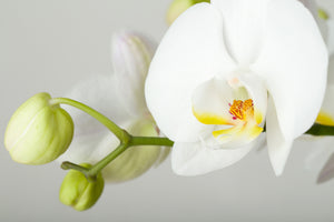 acrylic-print-giant-orchid