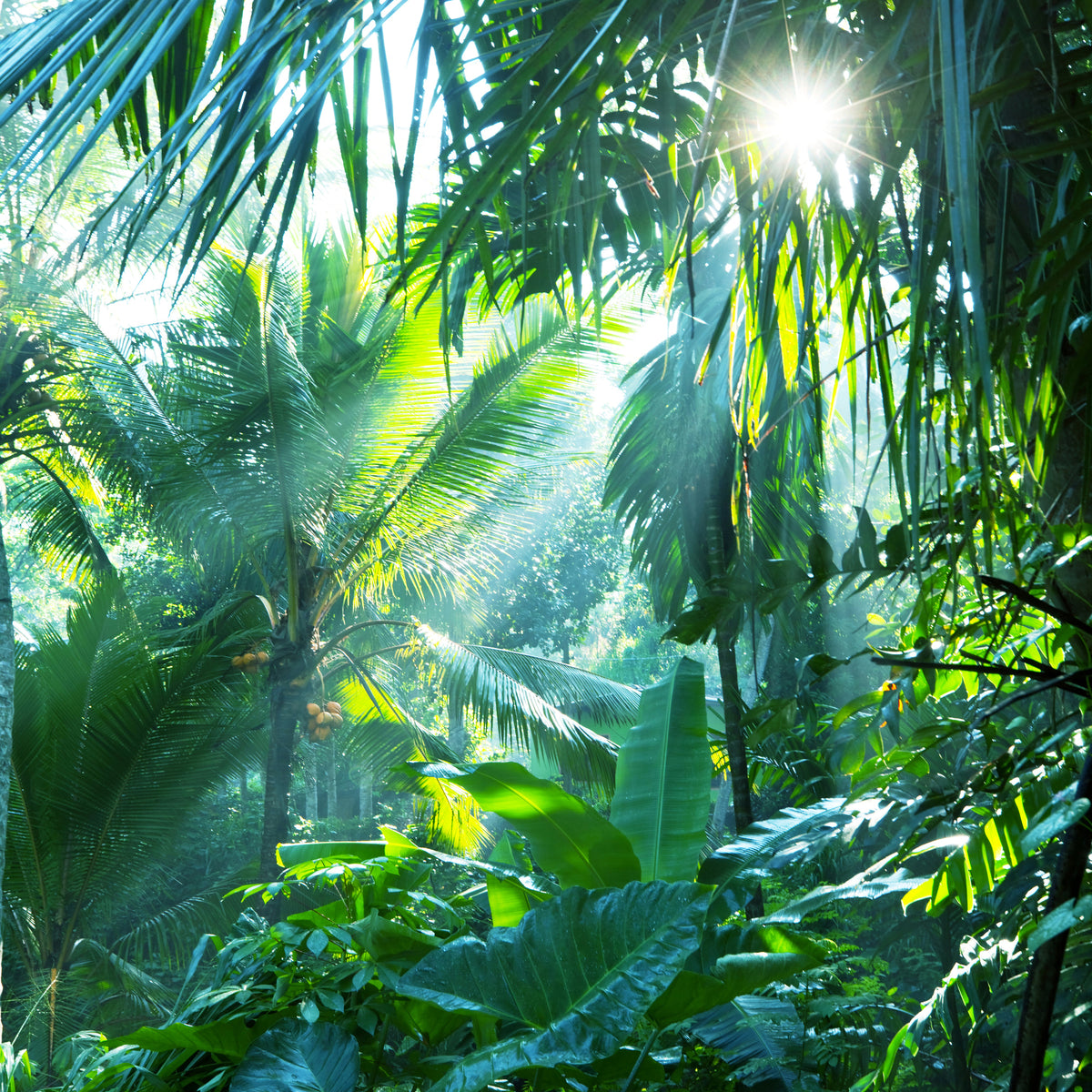 4-piece-acrylic-print-in-tropical-forest