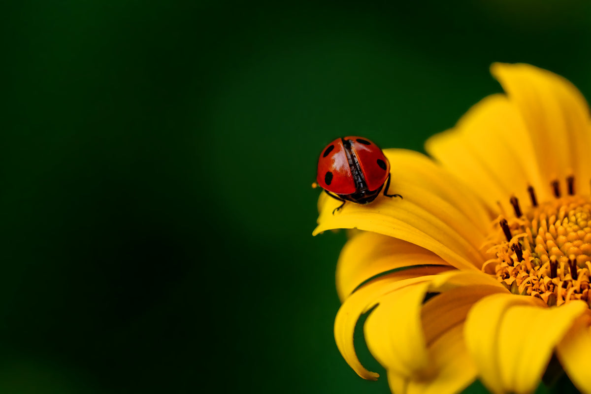3-piece-acrylic-print-ladybug-on-the-sunflower