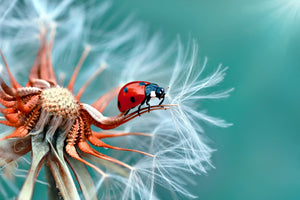 aluminium-print-freedoom