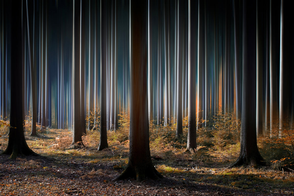 3-piece-canvas-print-mystic-wood