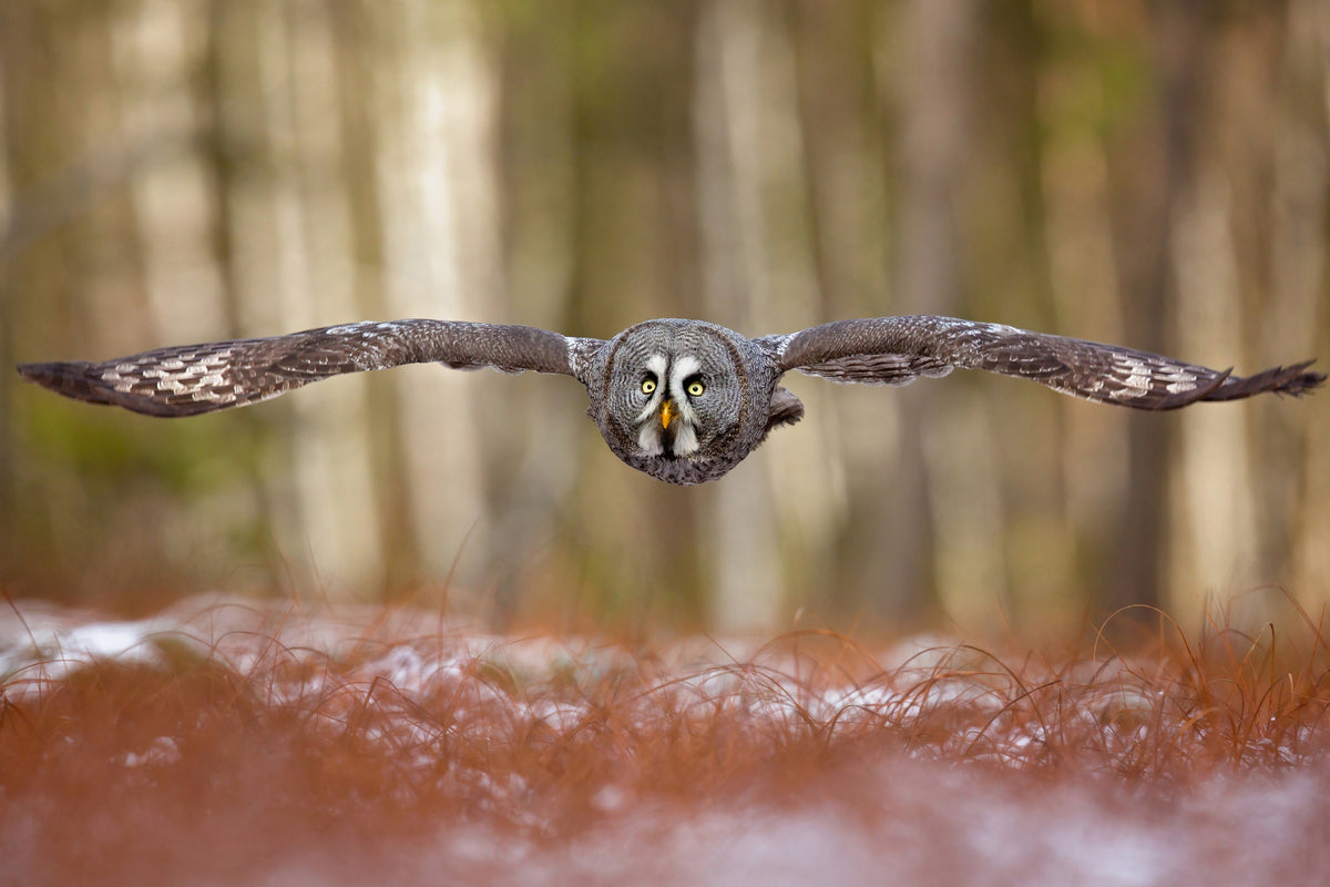 framedposter-print-great-grey-owl