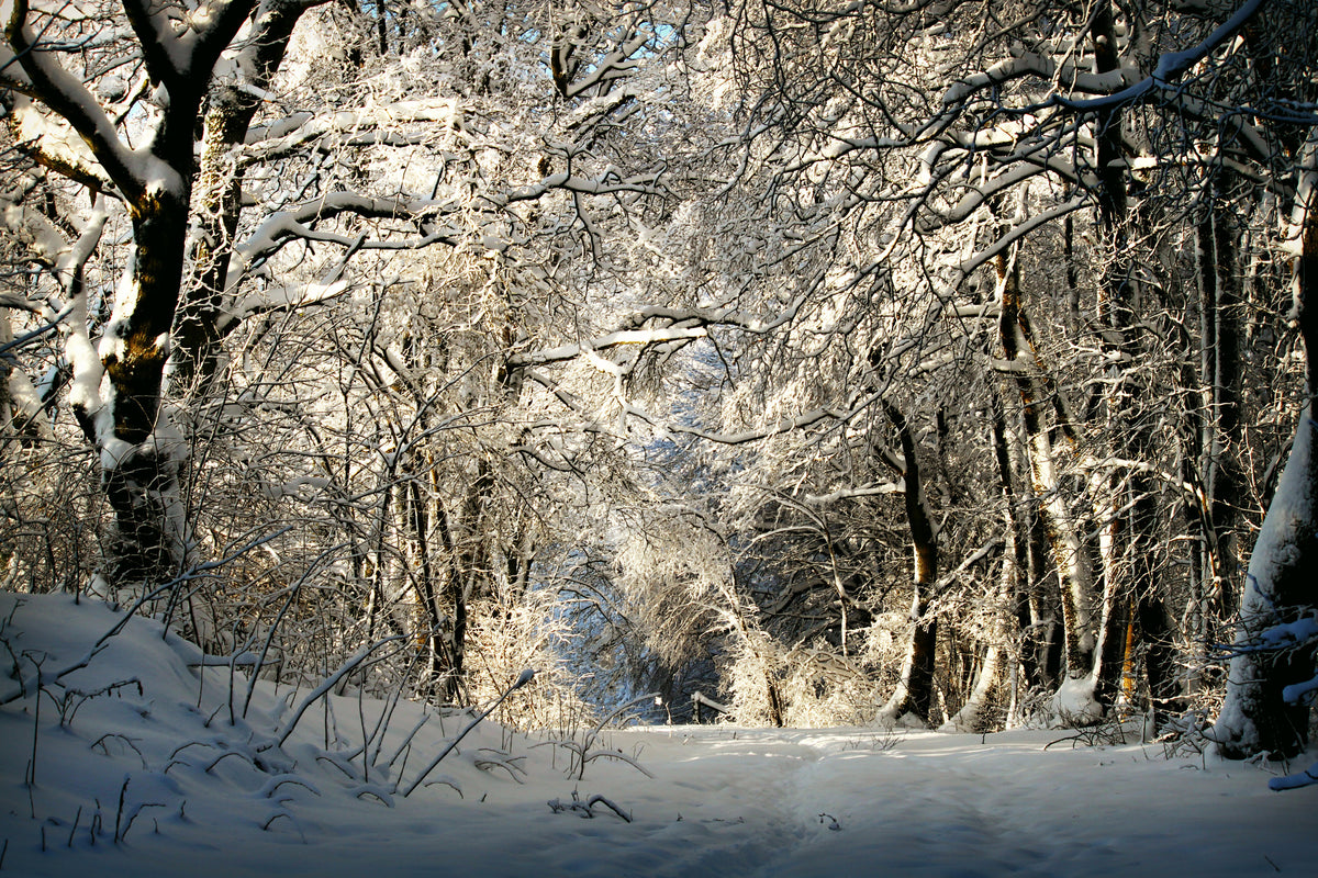 canvas-print-a-winter-dream