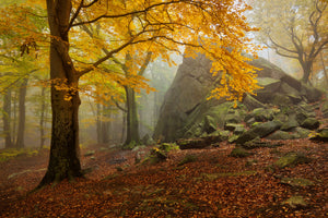 canvas-print-autumn-forest-x