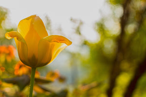 poster-print-yellow-tulip-in-the-nature
